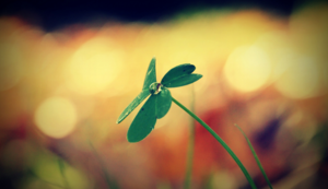 北马其顿队不敌波兰，卫冕冠军发威